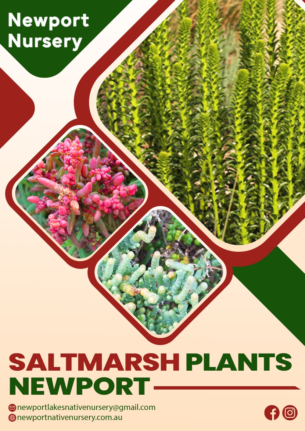 Transform Your Garden with Saltmarsh Plants in Newport