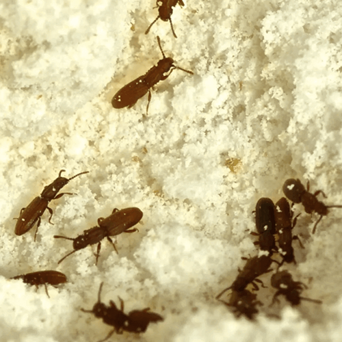 Pantry Pests Control in Mill Park